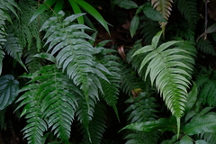 Blechnum occidentale