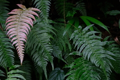Blechnum occidentale