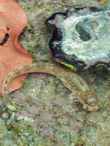 Steindachner's Rockskipper