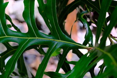 Stenocarpus sinuatus