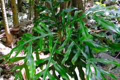 Stenocarpus sinuatus