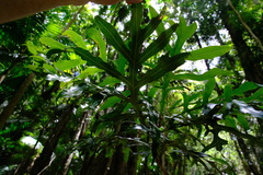 Stenocarpus sinuatus