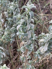 Mercurialis tomentosa