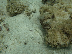 Gnatholepis anjerensis