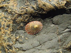 Cellana nigrolineata