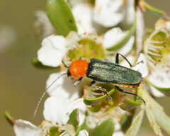 Chauliognathus tricolor