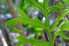 Stenocarpus sinuatus