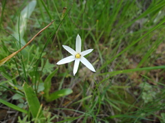 Pauridia serrata