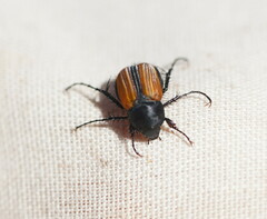 Phyllotocus marginipennis