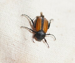 Phyllotocus marginipennis