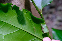 Pennantia cunninghamii