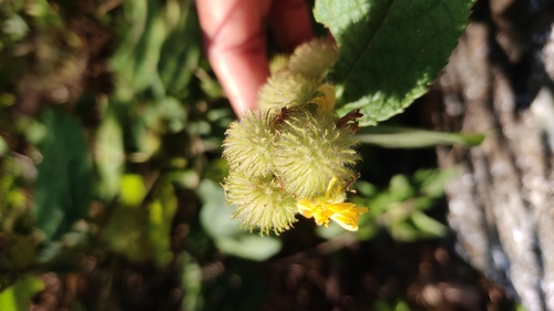 Image of Triumfetta pilosa by (c) Jyotsna Nag, some rights reserved (CC BY)