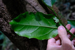 Pennantia cunninghamii