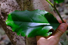 Pennantia cunninghamii