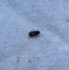 Cacephatus