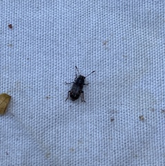 Cacephatus