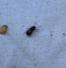 Cacephatus