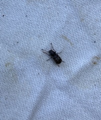 Cacephatus