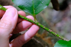 Pennantia cunninghamii