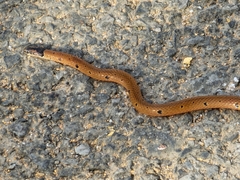 Calliophis maculiceps maculiceps