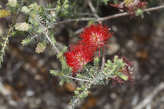 Melaleuca aestiva
