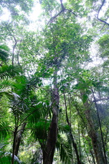 Pennantia cunninghamii