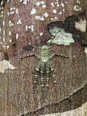 Pandercetes gracilis