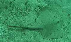 Trygonoptera testacea