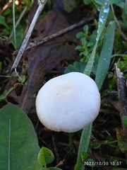 Agrocybe molesta
