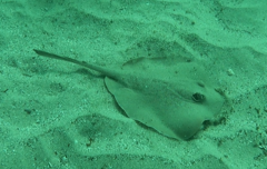 Trygonoptera testacea