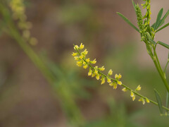 Melilotus officinalis