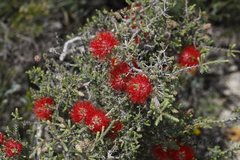 Melaleuca aestiva