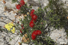 Melaleuca aestiva