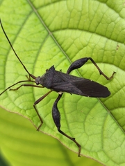 Mictis longicornis