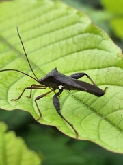 Mictis longicornis