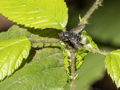 Pollenia rudis