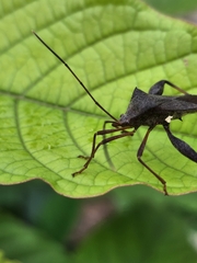 Mictis longicornis