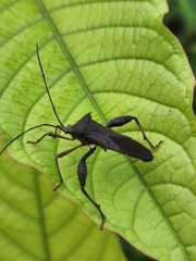 Mictis longicornis
