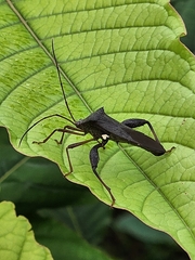 Mictis longicornis