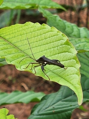 Mictis longicornis