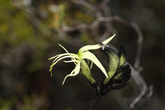 Macropidia fuliginosa