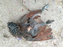 Centropus superciliosus burchellii