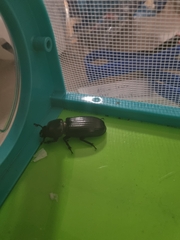 Aulacocyclus
