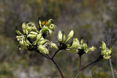 Macropidia fuliginosa