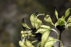 Macropidia fuliginosa