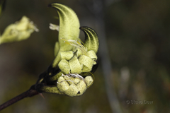 Macropidia fuliginosa
