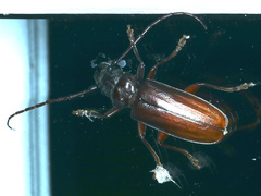 Cacodacnus planicollis