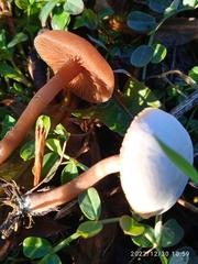 Agrocybe molesta
