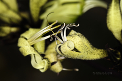 Macropidia fuliginosa