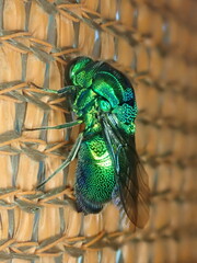 Stilbum
